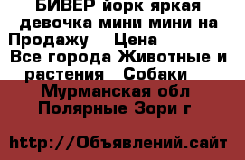 БИВЕР йорк яркая девочка мини мини на Продажу! › Цена ­ 45 000 - Все города Животные и растения » Собаки   . Мурманская обл.,Полярные Зори г.